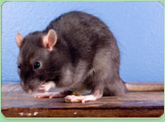 rat control Wood Green