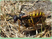 wasp control Wood Green